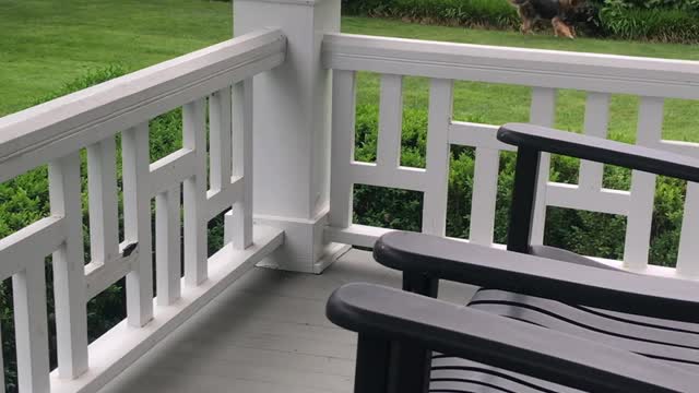 Bixby the Dog Doesn't Need Stairs to Avoid Playtime