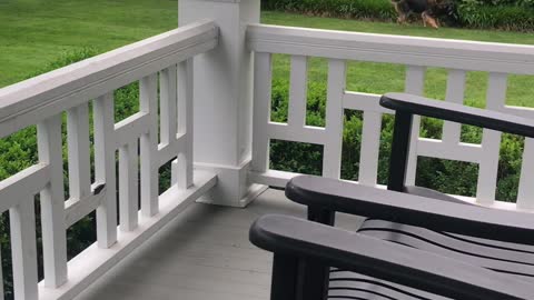 Bixby the Dog Doesn't Need Stairs to Avoid Playtime