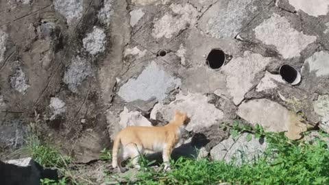 The dash of the brown cat guarding the stone castle