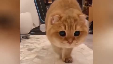 A fat cat with strong curiosity, he is curious about the camera