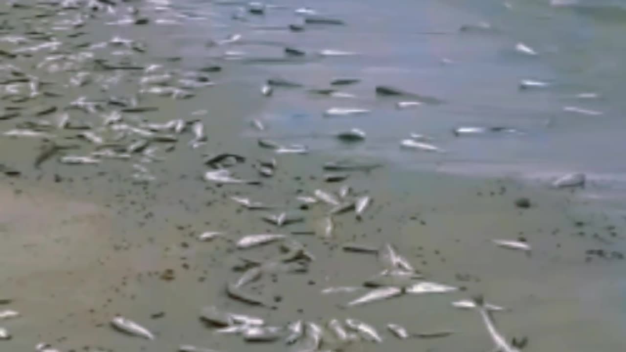 Peces muertos y muchos cangrejos en la costa - Piriápolis, Maldonado (Uruguay 10/02/2024)