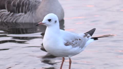 Beauty Bird Duck Feathers Nature Outdoors