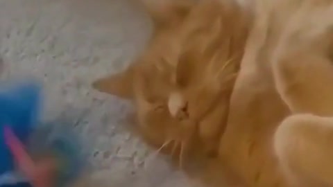 watch it again and again # funny video # cat