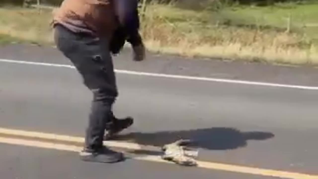 Road Kill Mishap