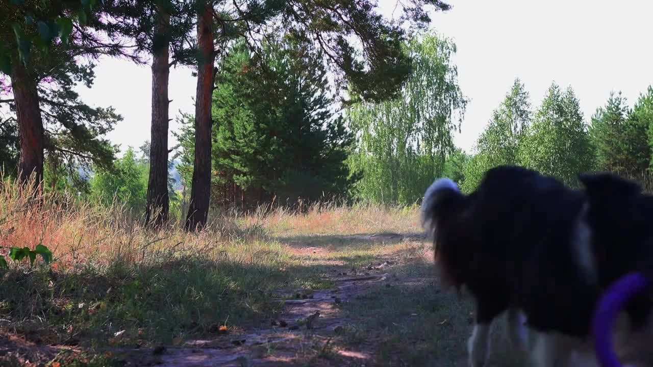 Big funny black and white dog returns the throwed toy back