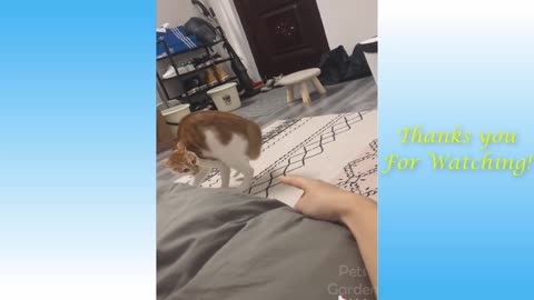 Dogs and Cats Being Cute for 4 Minutes