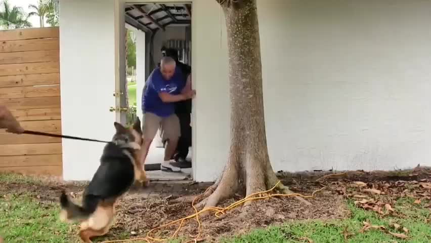 How To Make Dog Very Aggressive