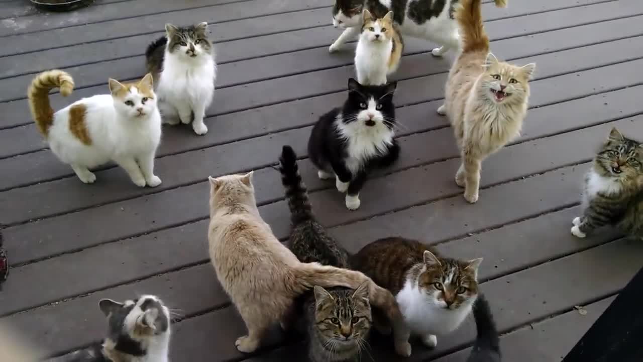 Hungry cat all together