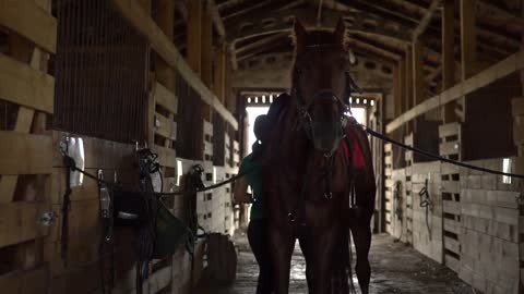 Woman rider brushing horse and prepare animal for dressage