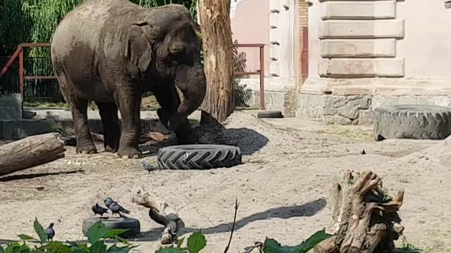 Elephant Sand Bath