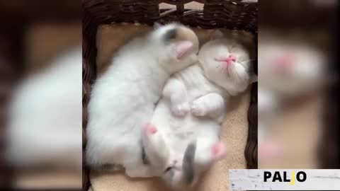 funny kittens that will make your day the kitten world 2020_480p