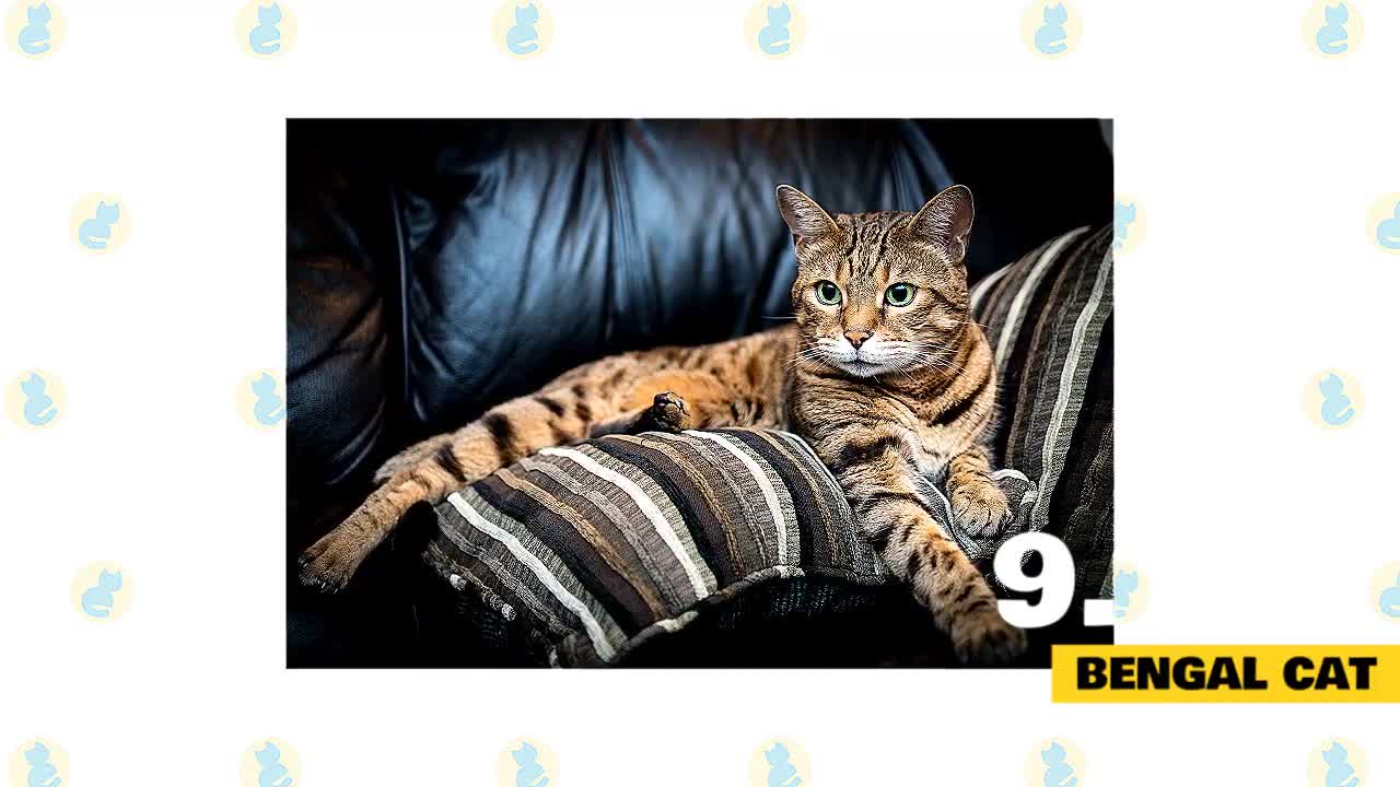 Cats 101 : Best Cats for Beginners