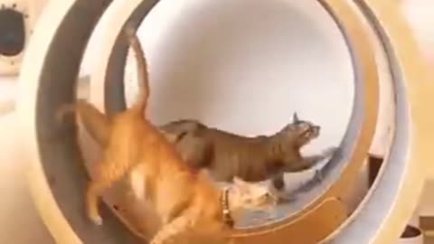 Funny cat and dog