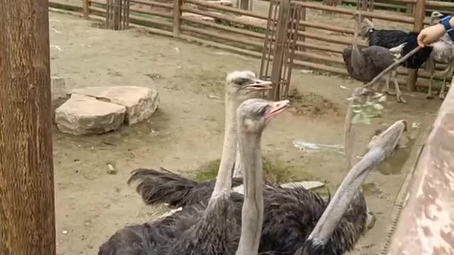 flock of ostriches