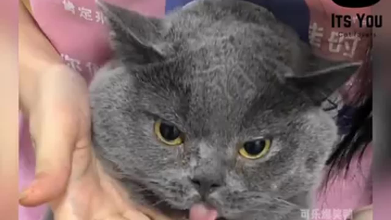 The best way to feed medicine to cat