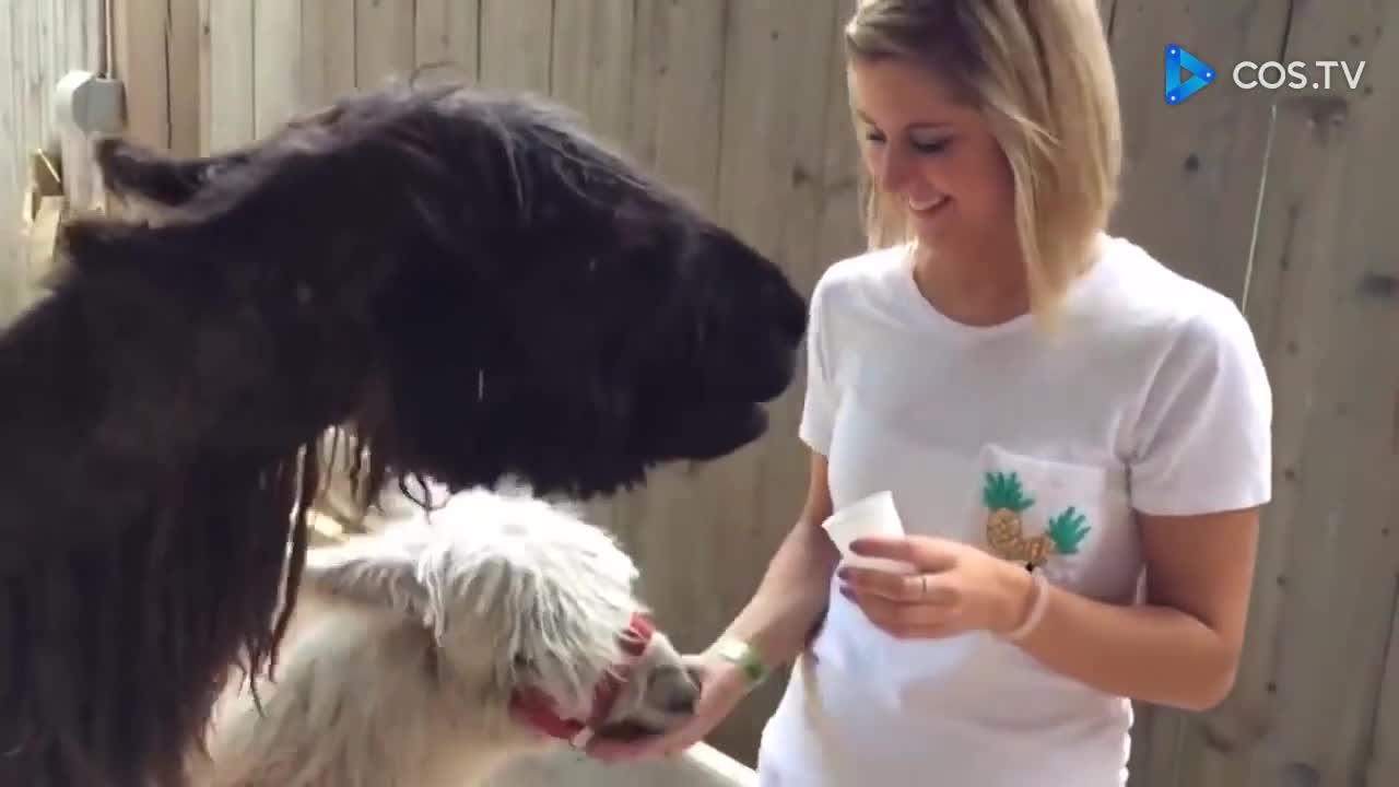 Funny animals troll people - Animal Trolling Human