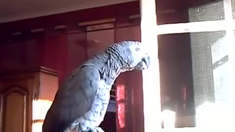 Parrot Talking - funny