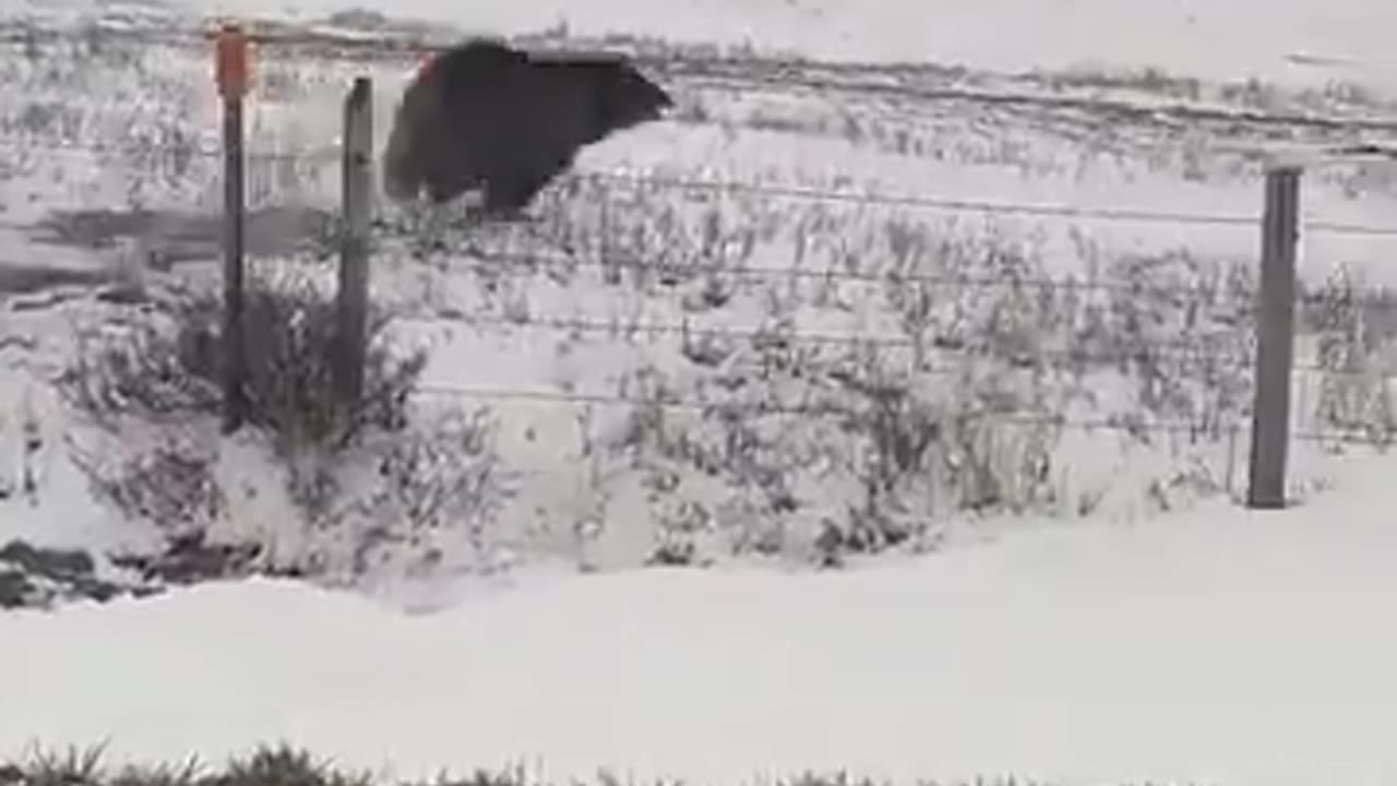 Grizzly Bear Charges Through a Fence to Attack a Truck