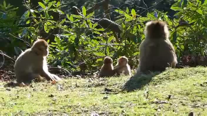 Monkeys eating & playing in the wild.