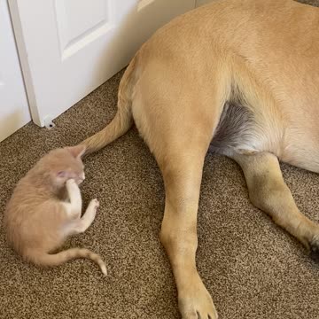 Patient Mastiff Lets Foster Kitten Chew On Its Tail