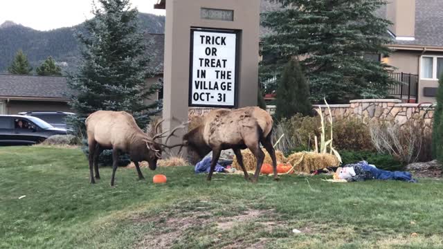 Elk Battle Over Pumpkins