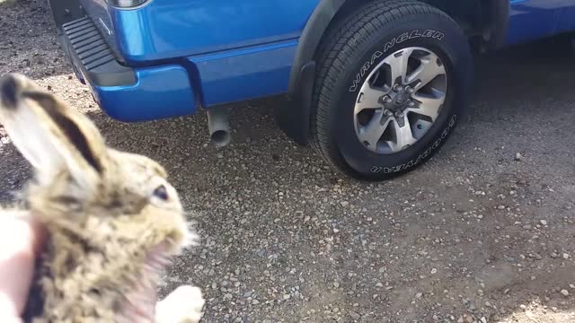 Baby Bunny Attacks