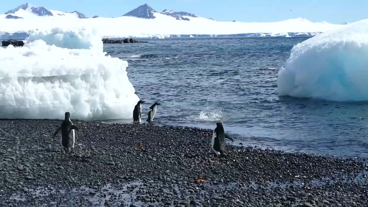 PENGUINS ARE ENJOING .