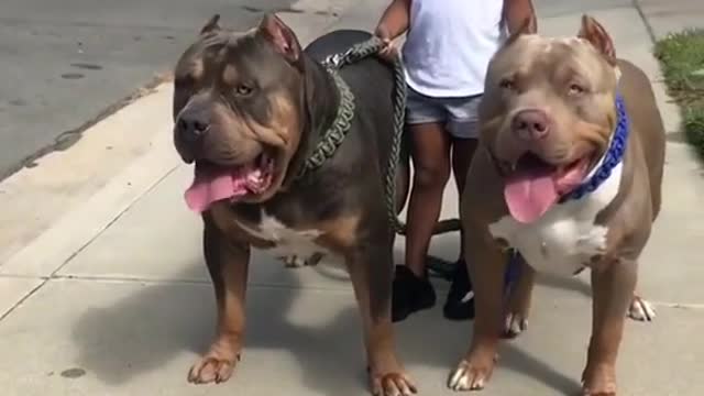 AMERICAN BULLY ATTACK LITTLE GIRL - DOG LOVE ATTACK prank by Mocimboa da Praia اتجاهات الأخبار