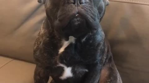 Doggy boop