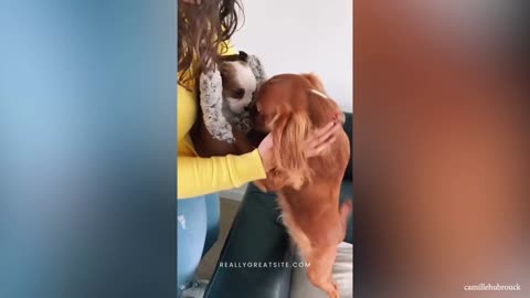 dog meets his little friend