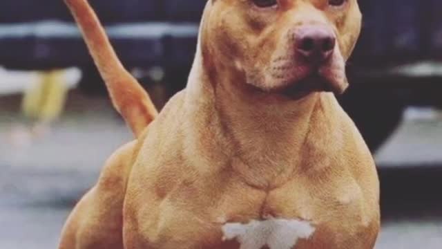 Pitbull dengarerous dog