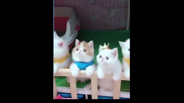 Funny little kitten trying to watch the ball