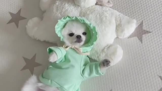 Puppy's love is always loyal, provided you are a competent master