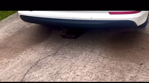 Look who’s under the car. You will love this creature.