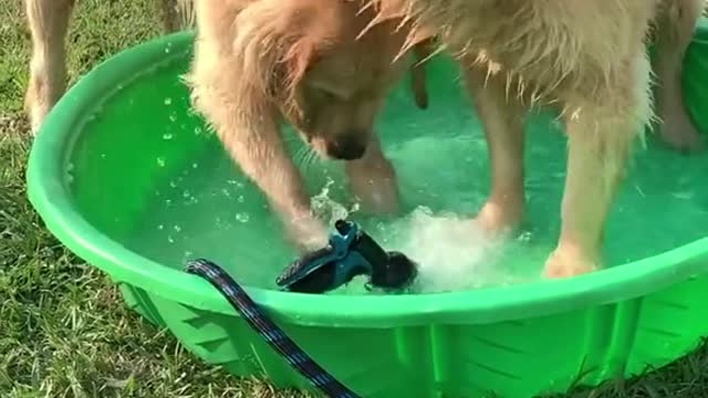 Dog play with his friend in water