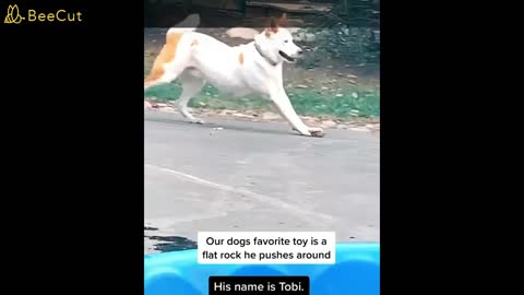 Dog playing having fun