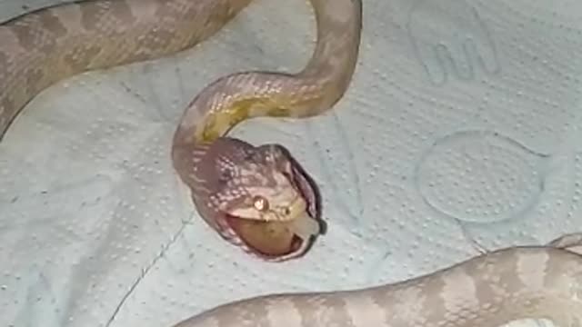 Snake eating food bag 3 times bigger than his size very easily