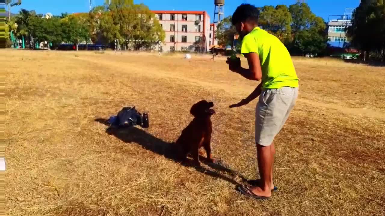 Treinamento de animais e cães eles sao muito inteligentes