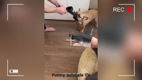 Funniest Animals 2023 😂 New Funny Cats and Dogs Videos 😻🐶 Part 9