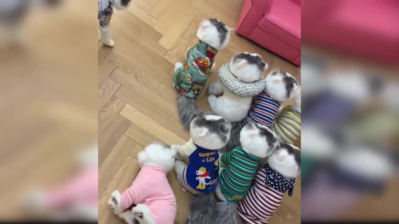 Baby Cats - Cute and Funny Baby Cat Videos Compilation