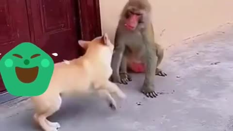 Monkey vs dog fanny fight