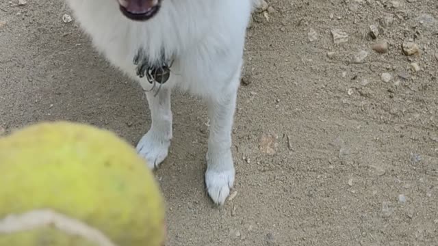 Dog playing with ball 🐕 ⚾