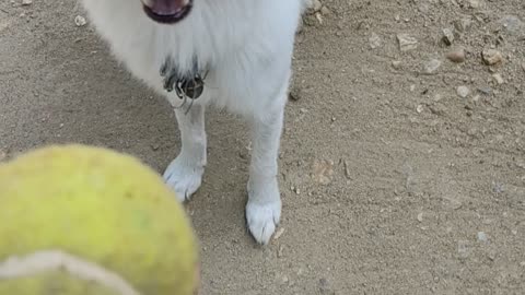 Dog playing with ball 🐕 ⚾