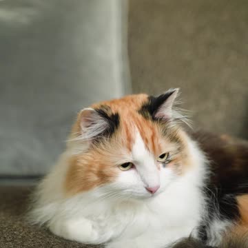 Hungry kitten(cat) want food