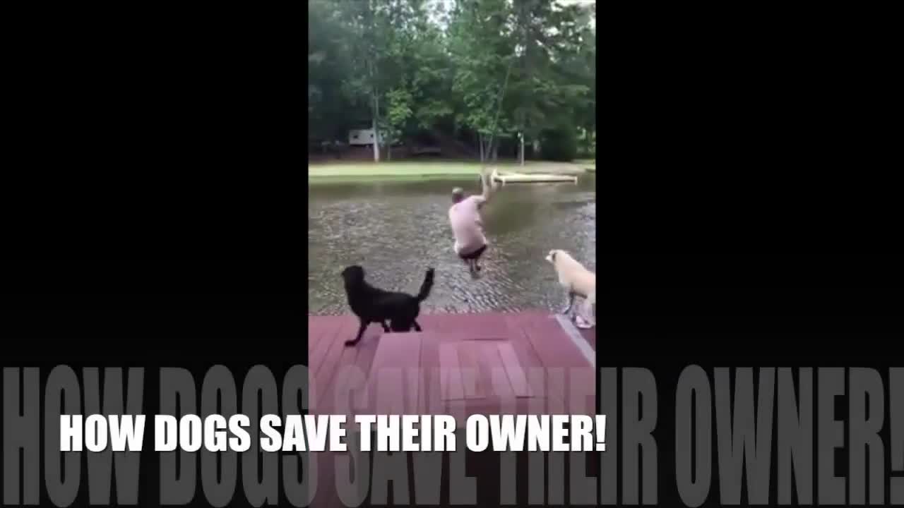 dog saving human