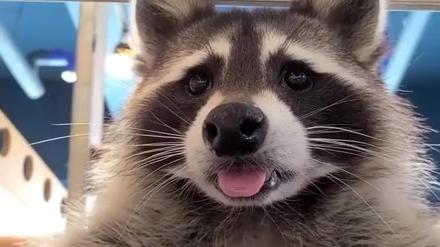 Racoon talking