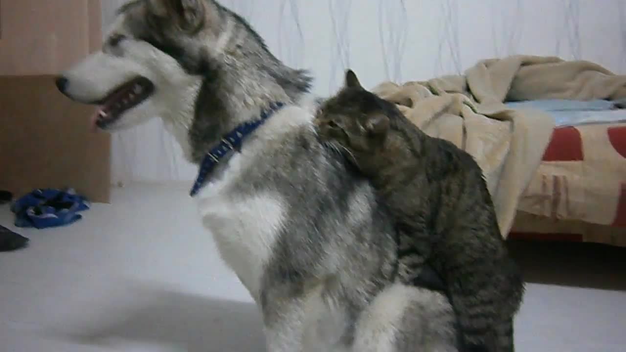 Affectionate Cat Is Completely Obsessed With Doggy Best Friend