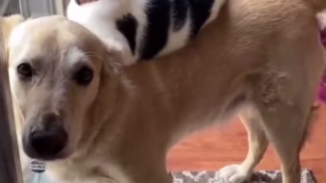 Kitty and Doggo have been friends since babies