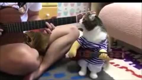 Cat wants to play guitar