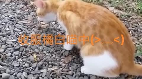 收服貓寶貝